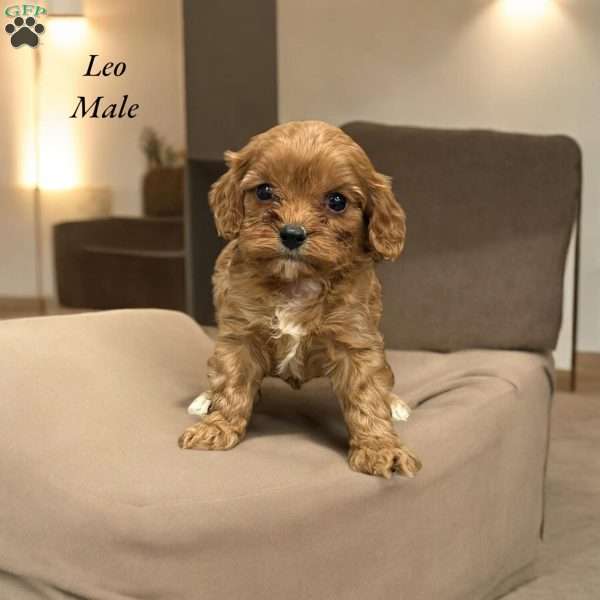 Leo, Cavapoo Puppy